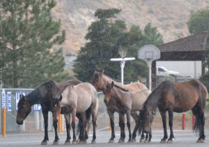 The wild horse family in a school parking lot.