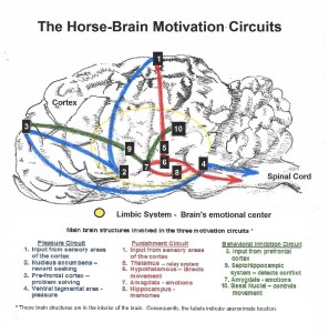 Horse-Brain Motivation Circuits final